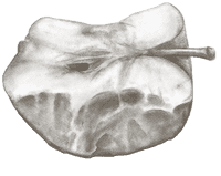 A drawing of a half-eaten apple.